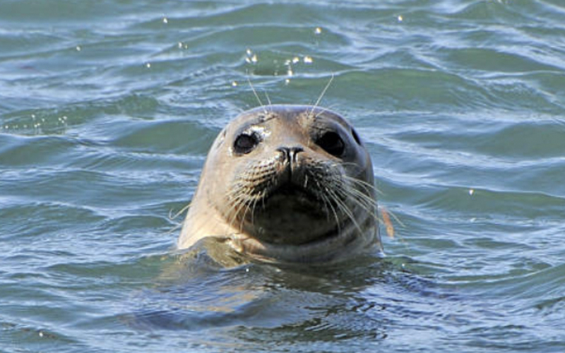 Seals1 A seal in NY Harbor
