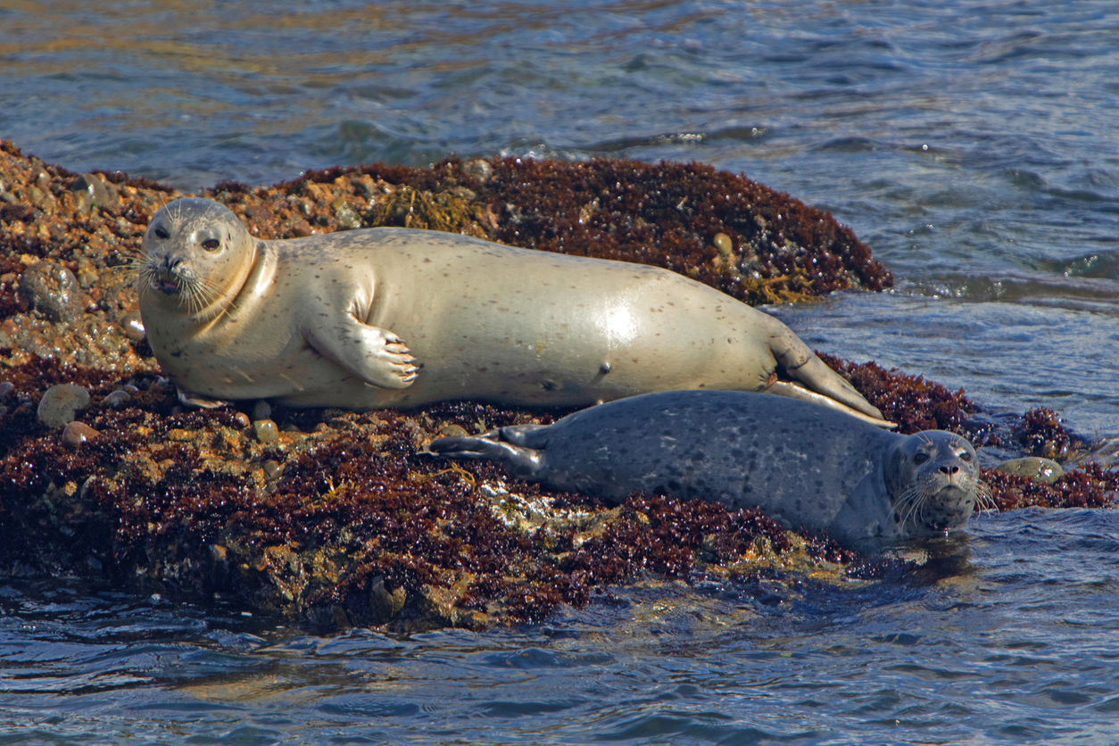 Two Seals sitting on Rocks