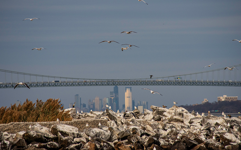 NYC Eco Tours - Urban Naturalist Tour: Winter Wildlife | Classic