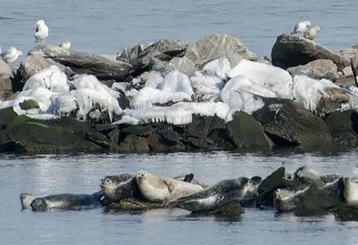 Harbor seals at Swinburne Island